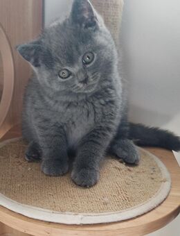 Bkh Kitten in Blau Farbe . ABGABEBEREIT 1Junge - Hebertsfelden