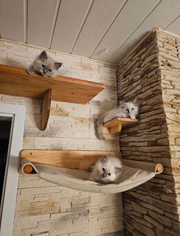 Ragdoll Kitten Reinrassig - Hilden