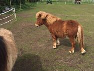Shetland Pony, Shetty - Böhl-Iggelheim