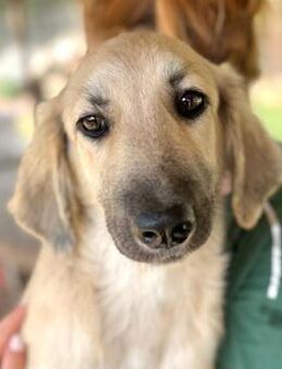 SYBILL ~ entzückendes Hundemädchen - Duisburg