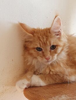 Maine Coon Kitten Schätze - Großmehring