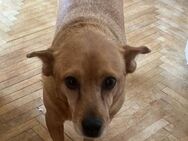Becky, kleine Lady sucht Körbchen - Langenhagen