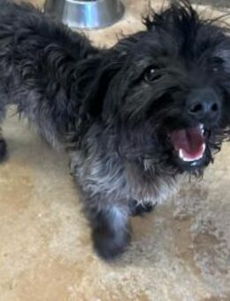 Sehr lieber, menschenbezogener WILLI ! - Korschenbroich