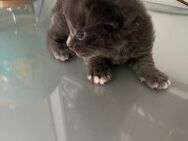 XXXL,- reinrassige Maine Coon Babys erster Wurf, gesund und munter! Beide Eltern besitzen Stammbaum. - Bielefeld Zentrum