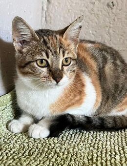 Lilel aus dem Tierschutz - Grevenbroich