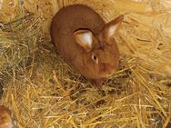 Kaninchen Rote Neuseeländer Häsin mit 3 Jungtieren zu verkaufen - Crimmitschau