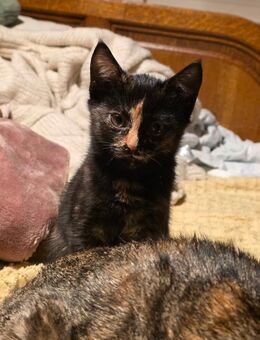 Wunderschöne Katzenkinder Babykatze Glückskatze - Ibbenbüren