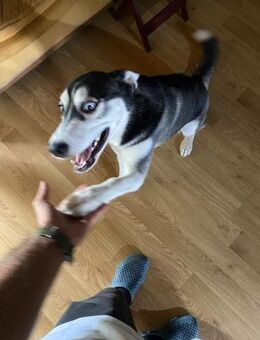 Alva sucht Huskyfans mit Erfahrung - Berlin