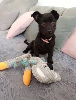 Bestplatz als Zweithund gesucht - Dillingen (Donau)