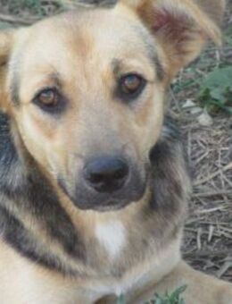 Lotte mit dem treuen Blick 🐾 - Elsdorf (Nordrhein-Westfalen)
