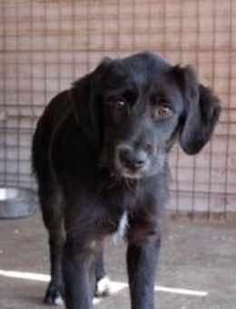 Schwarzer Schatz Lykke - München