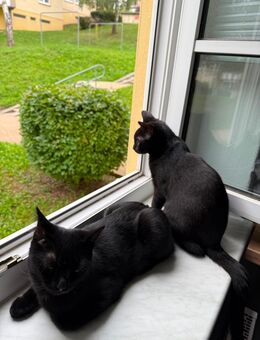 2 süße Katzen abzugeben - Gera