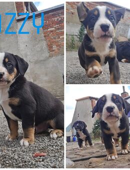 Berner Sennenhund Mix Welpen - Genthin