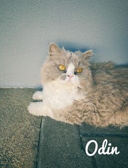 2 Selkirk Rex Kater - Brüder - Mellrichstadt