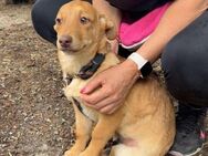 Fröhliche kleine JILL sucht Zuhause ♥️ - München