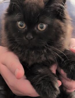 Britisch Langhaar Katze abzugeben - Mülheim (Ruhr)