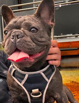 Französische Bulldogge „Fluffy“ sucht ein liebevolles Zuhause - Herne