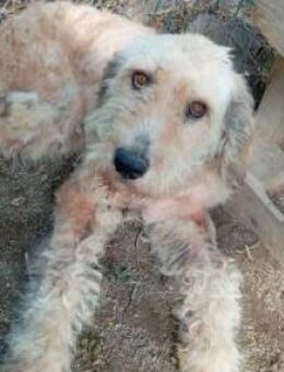 Velma 58 cm - Alpenrod