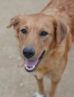 TALA - eine perfekte Hundemutter - Oberhausen (Rheinland-Pfalz)