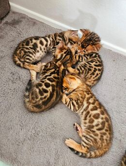 Bengal Katzenbabys Kitten mit Stammbaum - Erkelenz