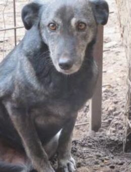 Elsie ist eine schüchterne Schönheit 🐾 - Elsdorf (Nordrhein-Westfalen)