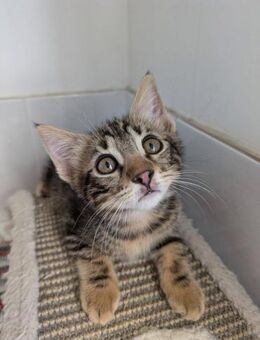 Kenzo - schüchternes Tigerchen - Kirchheim (München)