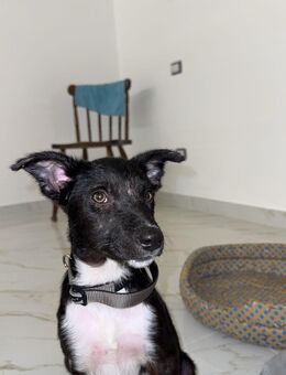 Welpe Labrador/Border Collie - Frankfurt (Main) Bornheim