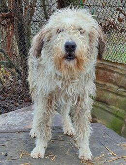 Clejo 55 cm - Alpenrod