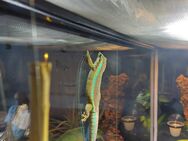 Phelsuma borbonica mater "Basse Vallee" - Falkensee