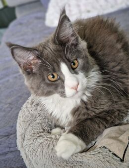 Reinrassiger Maine Coon Katerchen - Zweibrücken