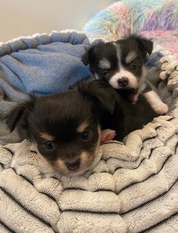 Chihuahua Welpen reinrassig Langhaar suchen liebevolles Zuhause - Lanitz-Hassel-Tal