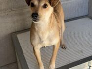 MINKA - HAT SEHR GELITTEN - Nörten-Hardenberg