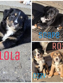 Berner Sennenhund Mix Welpen - Genthin