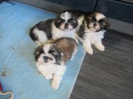 Liebherzige Hundebaby`s Shih Tzu sucht seinen Herzmenschen - Stuttgart