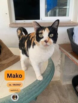 MAKO, w., kastr., EHK (tricolor) - Sipplingen