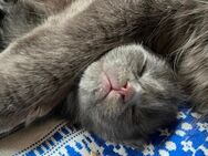 XXL, Maine Coon Babys sind heute 12 Tage alt. Beide Eltern sind reinrassig mit Stammbaum. - Bielefeld Zentrum