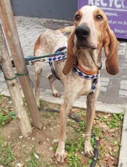 Energiebündel Feivel - Hückelhoven