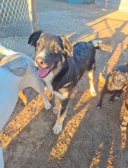 Unsere 2 großen Mischlingswelpen Tyson 55 cm groß und Simsen 48cm groß, ca 7Monate alt , sehr menschenbezogen , freundlich - Angern