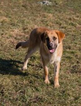 BALOU - den ganzen Tag fröhlich sein - Overath