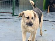 🐾 Lieber Rüde Galby sucht dich! 🐾 - Eislingen (Fils)