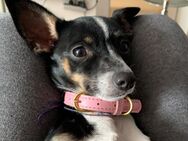 Chihuahua Hündin sucht ein neues Zuhause - Neu Isenburg