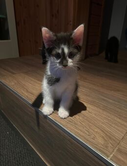 5 zuckersüße Katzen Babys suchen ein Zuhause - Wettin-Löbejün Lettewitz