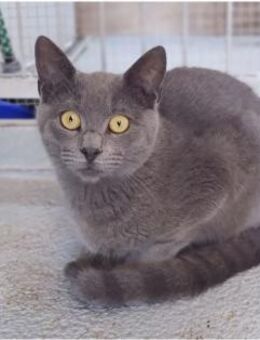 Harlem - schöner russsisch-blauer Kater - Wilhelmsfeld