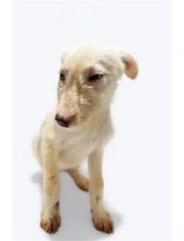 Meilina - Pflegestelle oder Zuhause gesu - Oberwies