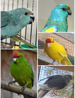 noch ein paar wenige junge Ziegensittiche in verschiedenen Farben gelb blau gescheckt grün Hahn Henne - Neustadt (Sachsen) Hohwald