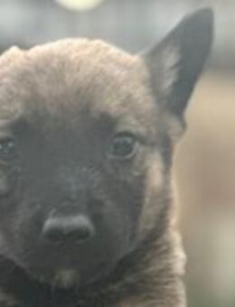 RM 87 ist ein fröhlicher Bub 🐾 - Elsdorf (Nordrhein-Westfalen)
