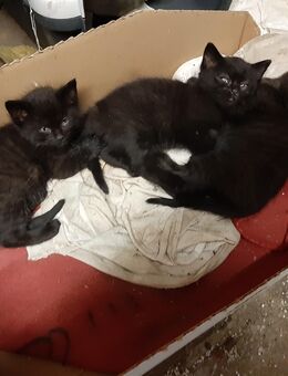 Baby Kätzchen - Pleystein Miesbrunn
