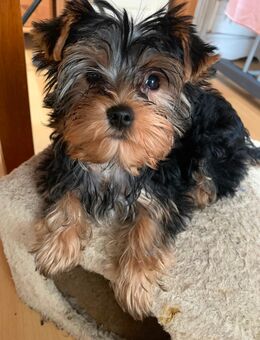 Yorkshire Terrier (männlich) - Berlin