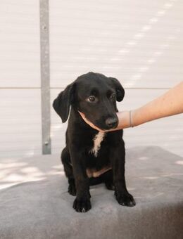 Labrador Welpe Phoenix - Ellerbek