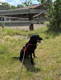Unser hübscher Labradormischlingsrüde Jonny 1,5 Jahre alt, ca 55 cm , kastr. sucht ein Zuhause - Angern